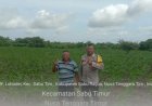 Bhabinkamtibmas-Laksanakan-Pengecekan-Kebun-Jagung-Program-Kapolda-NTT-di-Desa-Lobodei