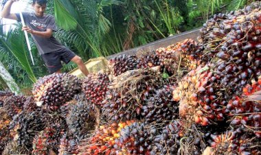 Petani-Kelapa-Sawit-Indonesia-Terima-Kasih-ke-Presiden-Jokowi-Karena-Cabut-Larangan-Ekspor
