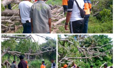 Peduli-Keselamatan-,-Anggota-Polsek-Sabu-Timur-Bersama-Warga-Gotong-Royong-evakuasi-Pohon-tumbang