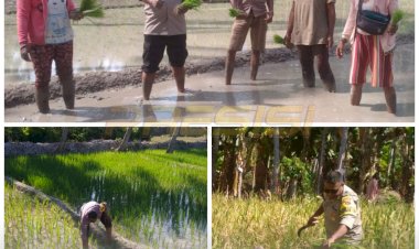 BHABINKAMTIBMAS-POLRES-SABU-RAIJUA-MEMBANTU-WARGA-BINAAN-DESA-BODAE-KEC-SABU-TIMUR-DI-BIDANG-PERTANIAN-DALAM-PROSES-MENANAM-DAN-MEMANEN-PADI