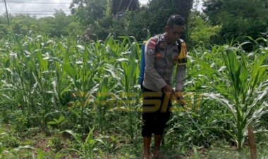 DUKUNG-KETAHANAN-PANGAN-BHANINKAMTIBMAS-POLRES-SABU-RAIJUA-TURUT-HADIR-MEMBANTU-MASYARAKAT-DALAM-KEGIATAN-PENYEMPROTAN-JAGUNG