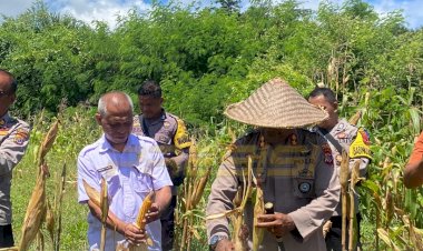 DUKUNG-KETAHANAN-PANGAN-POLRES-SABU-RAIJUA-LAKSANAKAN-KEGIATAN-PANEN-JAGUNG-SERENTAH-TAHAP-1