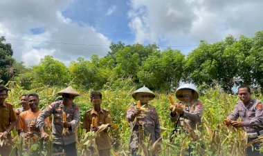 Polres-Sabu-Raijua-menggelar-Panen-Raya-Jagung-Tahap-2-di-lahan-kebun-Kelompok-Tani-Padate