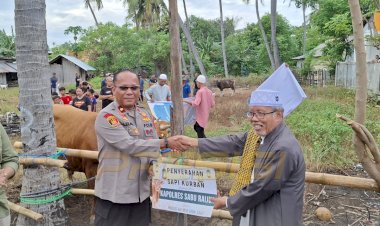 Polres-Sabu-Raijua-Serahkan-Sapi-Kurban-ke-Masjid-An-Nur-Seba-dalam-Rangka-Hari-Raya-Idul-Adha-1446-H