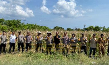 Dalam-rangka-mendukung-program-swasembada-pangan-nasional-tahun-2025-Polres-Sabu-Raijua-Laksanakan-Kegiatan-Panen-Jagung-Serentak 