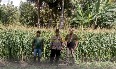 Bhabinkamtibmas-Polres-Sabu-Raijua-Laksanakan-Sambang-dan-Pantauan-Lahan-Pangan-Jagung,-Meningkatkan-Produktivitas-dan-Kesadaran-Masyarakat