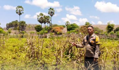 Bhabinkamtibmas-Polsek-Sabu-Barat-Kolaborasi-dengan-Kelompok-Tani-Binaan