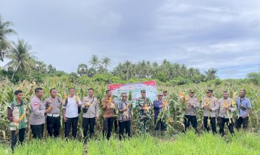 Polres-Sabu-Raijua-Ikuti-Vicon-Panen-Raya-Jagung-Serentak-Kuartal-IV-2025-Dukung-Sewasembada-Pangan