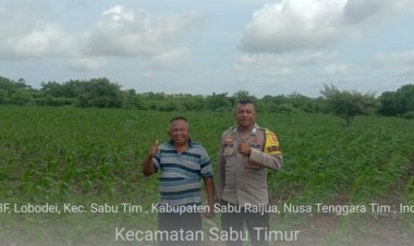 Bhabinkamtibmas-Laksanakan-Pengecekan-Kebun-Jagung-Program-Kapolda-NTT-di-Desa-Lobodei