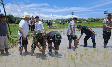 Gerakan-Tanam-Padi-Serentak-Se-Provinsi-NTT-Berlangsung-Sukses