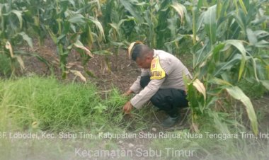 Bhabinkamtibmas-Polsek-Sabu-Timur-Lakukan-Pengecekan-Lahan-Jagung-untuk-Dukung-Ketahanan-Pangan