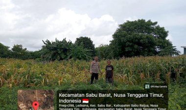 Bhabinkamtibmas-Polsek-Sabu-Barat-Lakukan-Pengecekan-Lahan-Jagung-untuk-Dukung-Ketahanan-Pangan