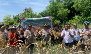 Polres-Sabu-Raijua-Laksanakan-Panen-Jagung-di-Desa-Kujiratu-dan-Desa-Keliha