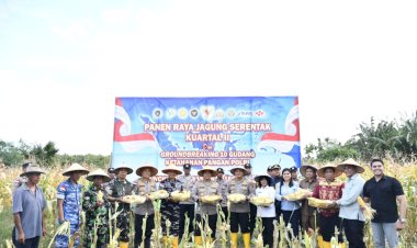 Di-Tengah-Hujan,-Kapolda-NTT-Pimpin-Semangat-Ketahanan-Pangan-Lewat-Panen-Raya-Jagung-2026
