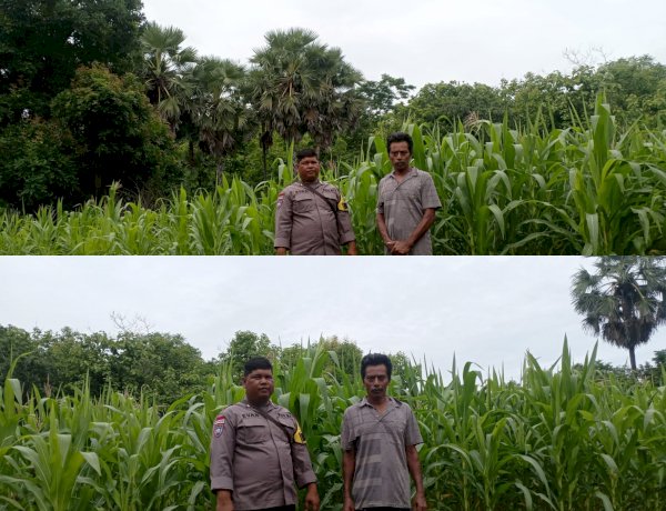 Bhabinkamtibmas Polsek Sabu Barat Laksanakan Patroli Sambang dan Monitoring Program Ketahanan Pangan
