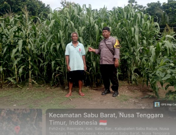 Bhabinkamtibmas Sabu Barat Laksanakan Sambang dan Monitoring Jagung Cpcl Polda
