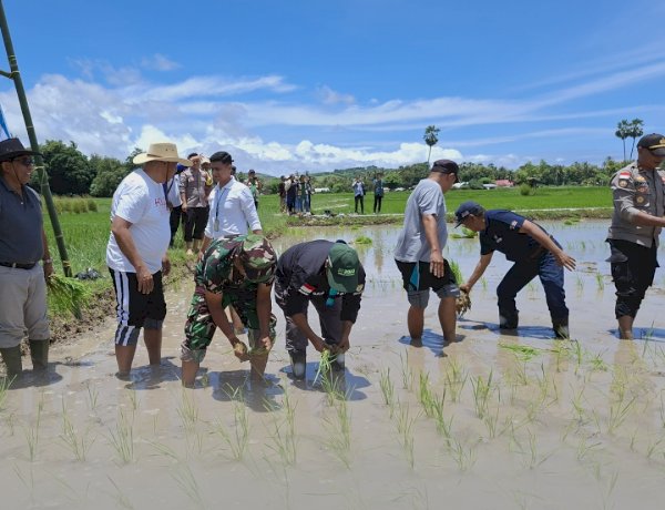 Gerakan Tanam Padi Serentak Se-Provinsi NTT Berlangsung Sukses