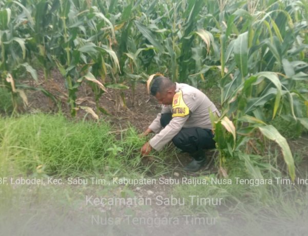 Bhabinkamtibmas Polsek Sabu Timur Lakukan Pengecekan Lahan Jagung untuk Dukung Ketahanan Pangan