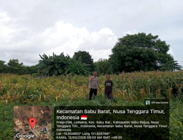 Bhabinkamtibmas Polsek Sabu Barat Lakukan Pengecekan Lahan Jagung untuk Dukung Ketahanan Pangan