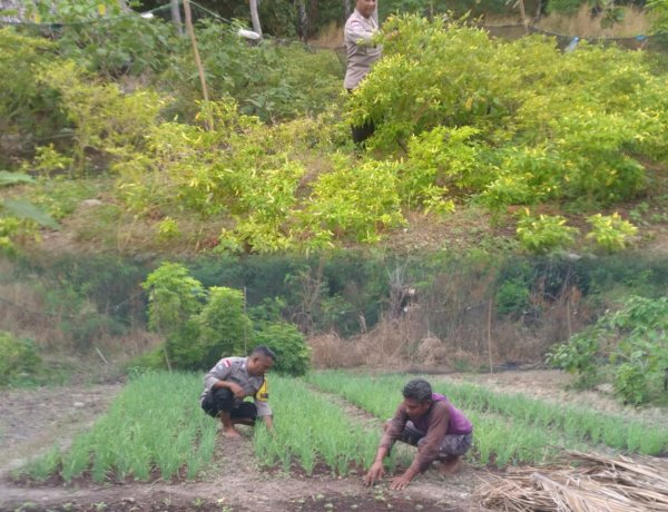 Dukung Ketahanan Pangan Nasional, Bhabinkamtibmas Polsek Sabu Timur Sambangi Warga Desa Bodae