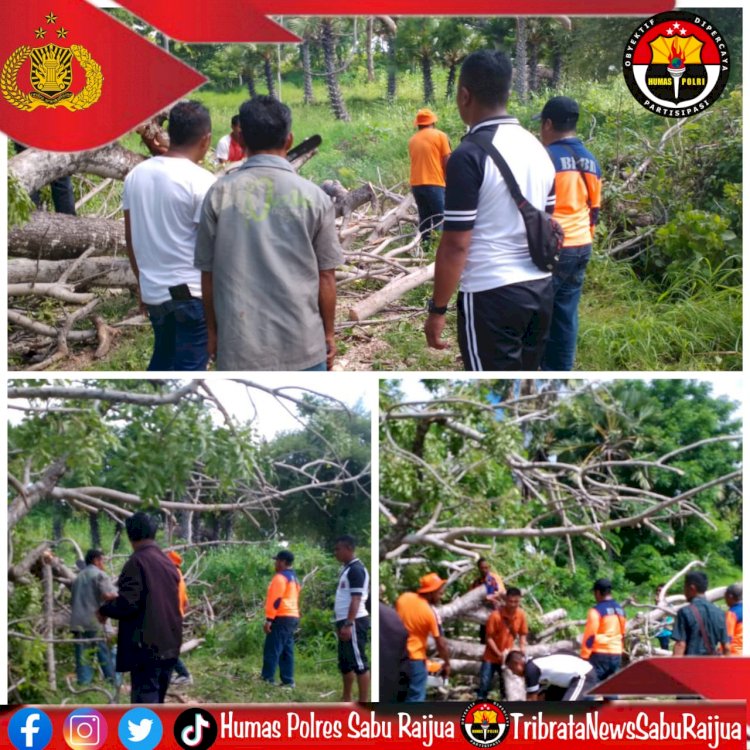 Peduli Keselamatan , Anggota Polsek Sabu Timur Bersama Warga Gotong Royong evakuasi Pohon tumbang