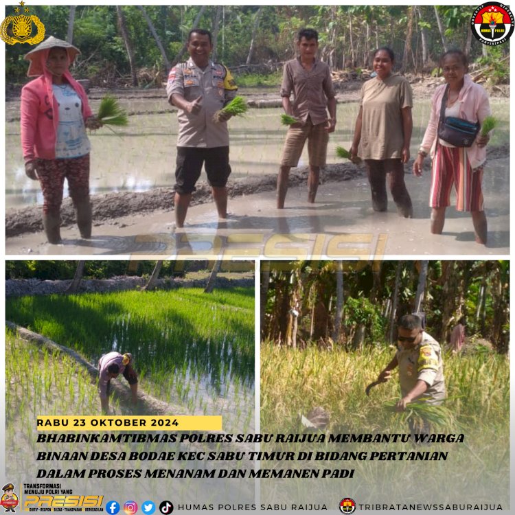 BHABINKAMTIBMAS POLRES SABU RAIJUA MEMBANTU WARGA BINAAN DESA BODAE KEC SABU TIMUR DI BIDANG PERTANIAN DALAM PROSES MENANAM DAN MEMANEN PADI