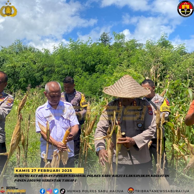 DUKUNG KETAHANAN PANGAN POLRES SABU RAIJUA LAKSANAKAN KEGIATAN PANEN JAGUNG SERENTAH TAHAP 1