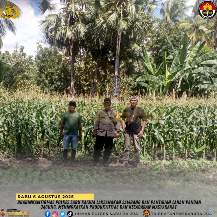 Bhabinkamtibmas Polres Sabu Raijua Laksanakan Sambang dan Pantauan Lahan Pangan Jagung, Meningkatkan Produktivitas dan Kesadaran Masyarakat