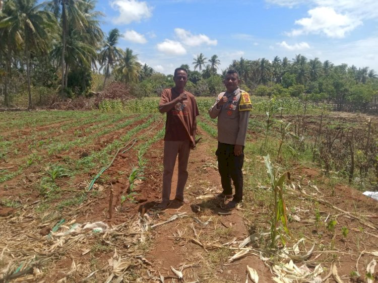 Bhabinkamtibmas Polres Sabu Raijua Lakukan Pengecekan Lahan Pertanian Bersama Kelompok Tani