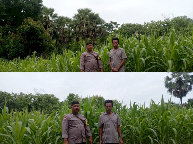 Bhabinkamtibmas Polsek Sabu Barat Laksanakan Patroli Sambang dan Monitoring Program Ketahanan Pangan