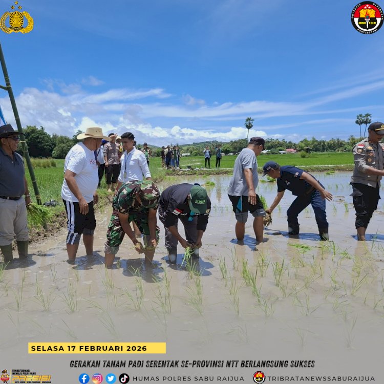 Gerakan Tanam Padi Serentak Se-Provinsi NTT Berlangsung Sukses