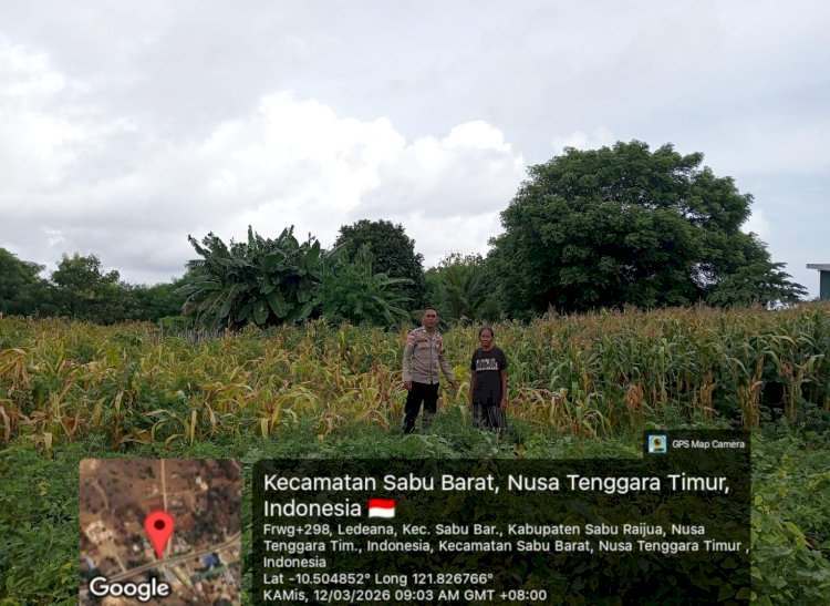 Bhabinkamtibmas Polsek Sabu Barat Lakukan Pengecekan Lahan Jagung untuk Dukung Ketahanan Pangan